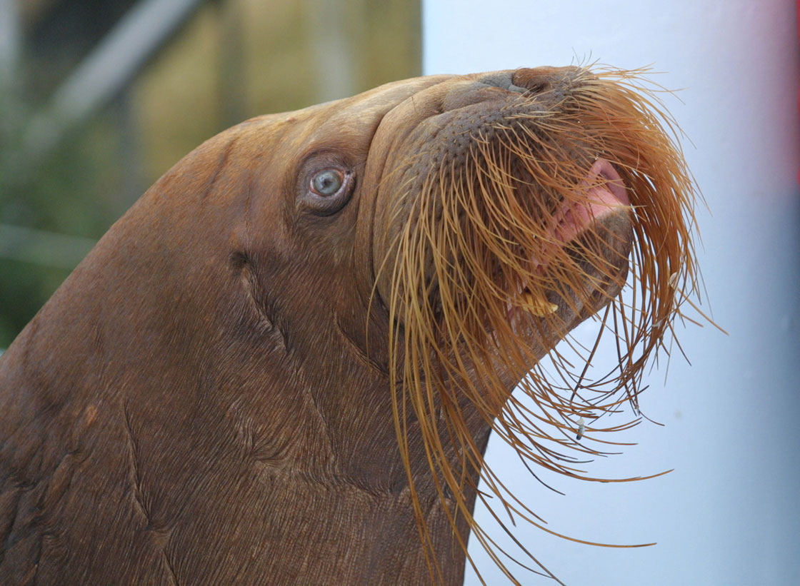 In an effort to prevent walrus from being panicked and crushing their calves, the U.S. is putting into place measures to protect the moustachioed wildlife.