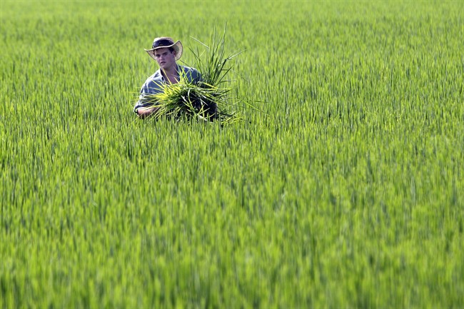 A farmer works a rice field.