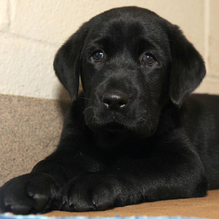 This undated photo provided by the Dallas Zoological Society shows a black Labrador retriever puppy named Amani. AP Photo/Dallas Zoological Society