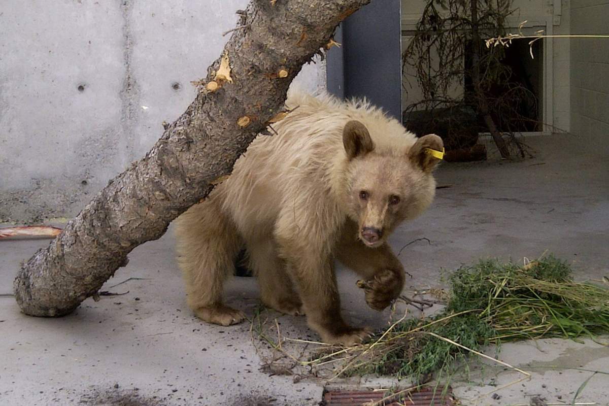 Two 2 ½ year old bears were relocated away from Elkford last year by conservation officers, but one returned to the town a few weeks ago.