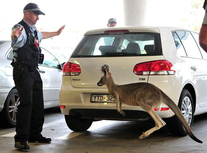 Jan 7, 2013: Federal police try to corner a kangaroo in the Tullamarine Airport carpark Kangaroo trapped in airport carpark, Melbourne, Australia. 