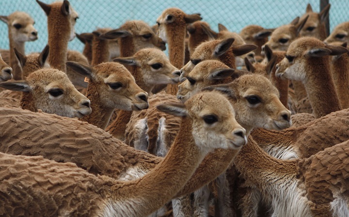 In this Oct. 7 2013 photo, wild vicunas stand grouped in a temporary corral before being released inside the Apolobamba protected nature reserve, the animal's natural habitat near the Andean village of Ucha Ucha, Bolivia. Every two years, Aymara Indian families near Ucha Ucha organize to shear the wool of these wild vicuna, a camelid that lives in the Andes' highland areas. Unprocessed wool from the vicuna, the smallest of the South American camelids, fetches between $300 and $500 a kilogram. (AP Photo/Juan Karita).