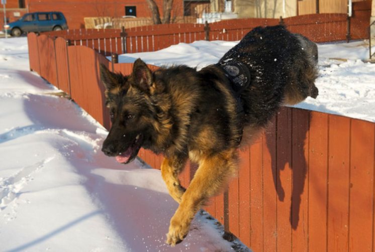 Edmonton Police Service Dog Quanto, seen in this EPS Canine Unit