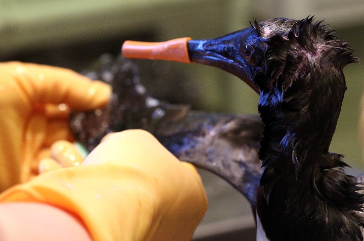 TAUNTON, ENGLAND – FEBRUARY 04: Staff at the RSPCA West Hatch Wildlife Centre wash a stricken guillemot bird that has been covered in a pollutant on February 4, 2013 near Taunton, England. The centre in Somerset is currently dealing with over 300 birds, mostly guillemots and some razorbills, that have been washed up all along the south coast of England covered in a high viscosity polyisobutylene, also known as PIB. (Photo by Matt Cardy/Getty Images)