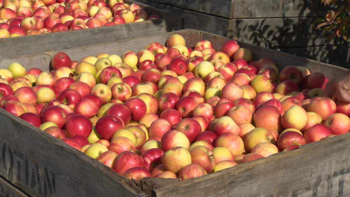 Could the European Union's ban on apple imports containing a potentially harmful chemical hurt Canadian apple exporters?.