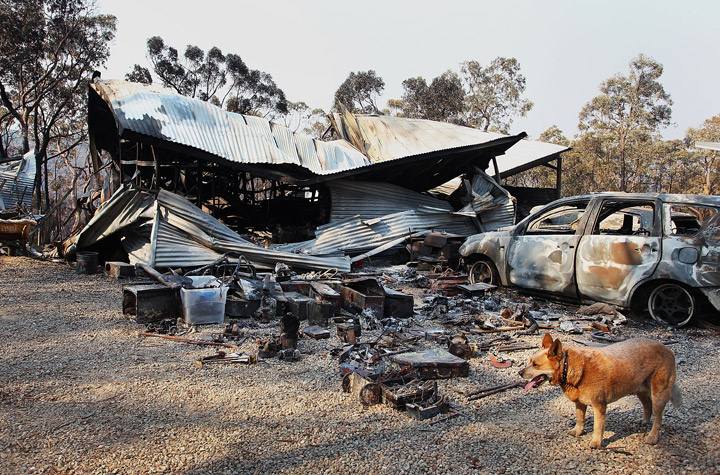 A dog stands near a home business destroyed by bushfire as seen on October 21, 2013 in Yellow Rock, Australia. (Photo credit: Getty Images)