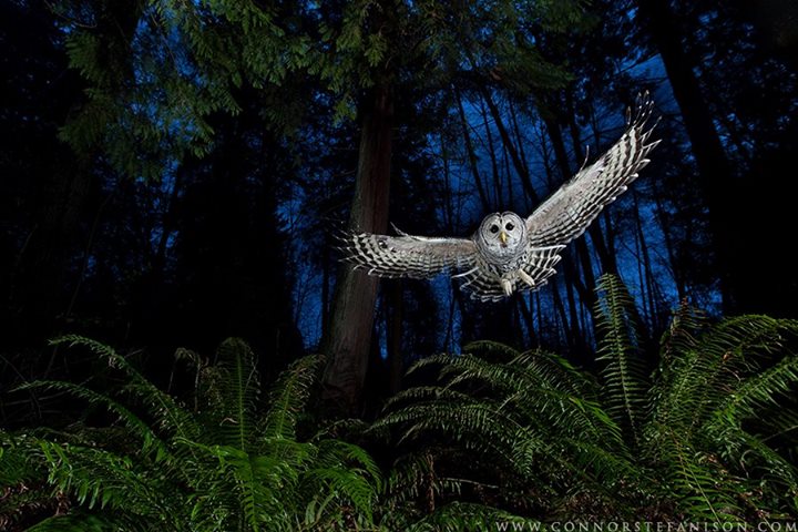 The Barred Owl. Credit: Connor Stefanison – connorstefanison.com