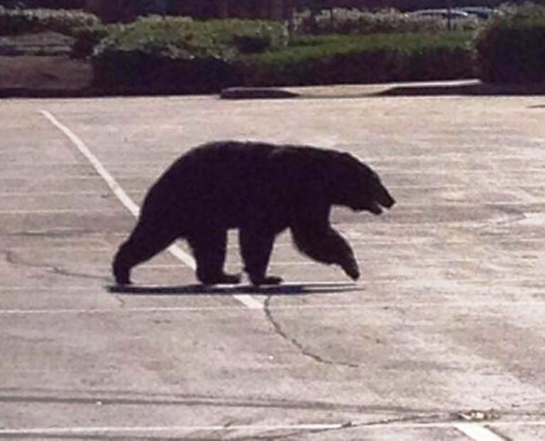 Bear destroyed in downtown Vernon near cop shop - image
