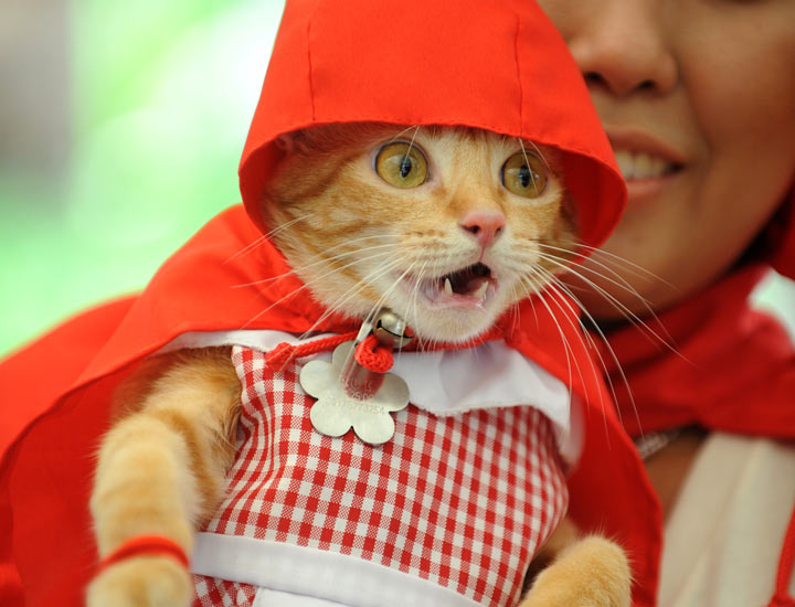 This is Rue the cat, dressed up as Little Red Riding Hood and clearly loving every minute of it. (Photo credit: NOEL CELIS/AFP/Getty Images).
