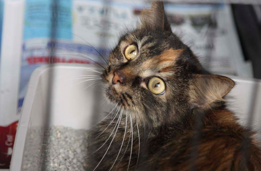 77 cats rescued montreal