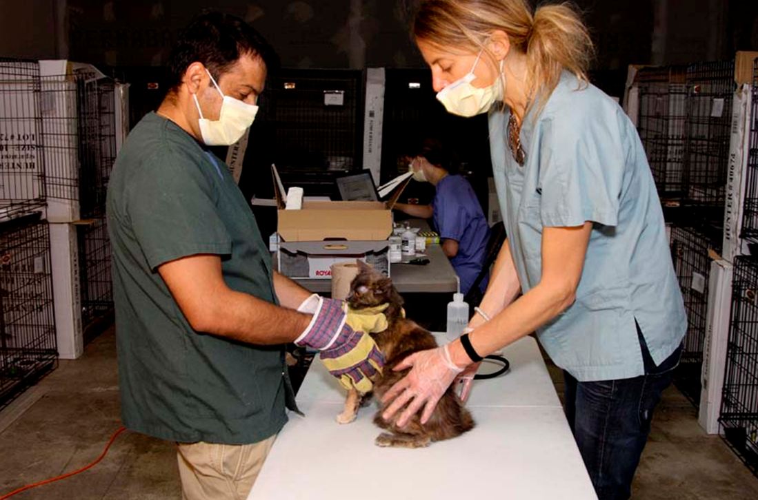 77 cats rescued montreal