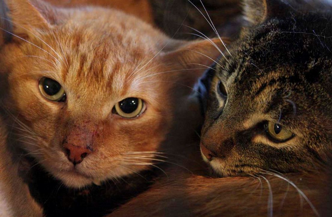 77 cats rescued montreal