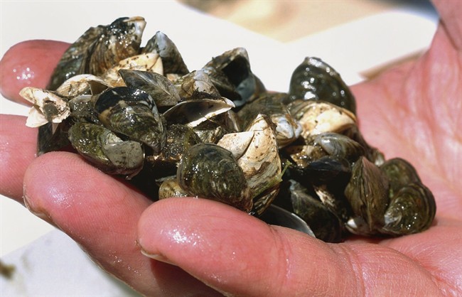 A cluster of zebra mussels that were taken from Lake Michigan off Suttons Bay, Mich. is shown in a May 3, 2007 file photo.