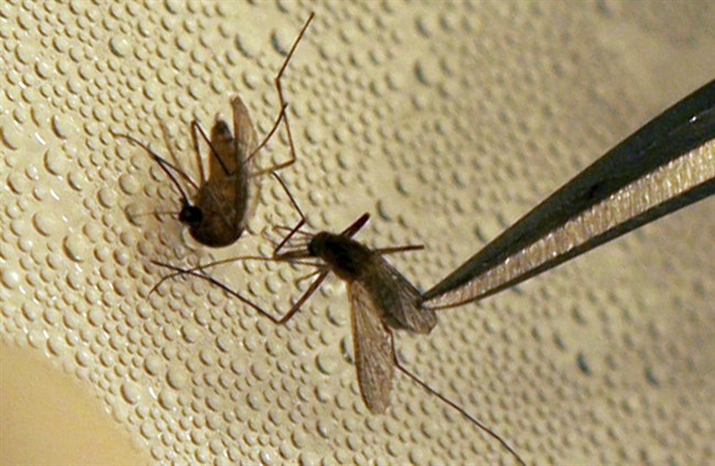 Less swatting happening in Saskatoon as mosquito numbers drop in the past week.