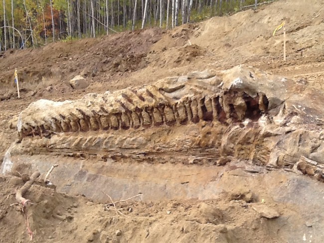 Paleontologists are busy in northwestern Alberta after a pipeline crew uncovered a fossil of a dinosaur. The fossil skeleton is of the creature's tail, and experts believe the prehistoric beast may have been up to 10 metres in size.