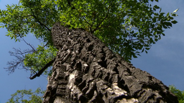 The province of Saskatchewan says that Dutch elm disease (DED) is being held at bay in Saskatchewan, even though the number of diseased trees is up.
