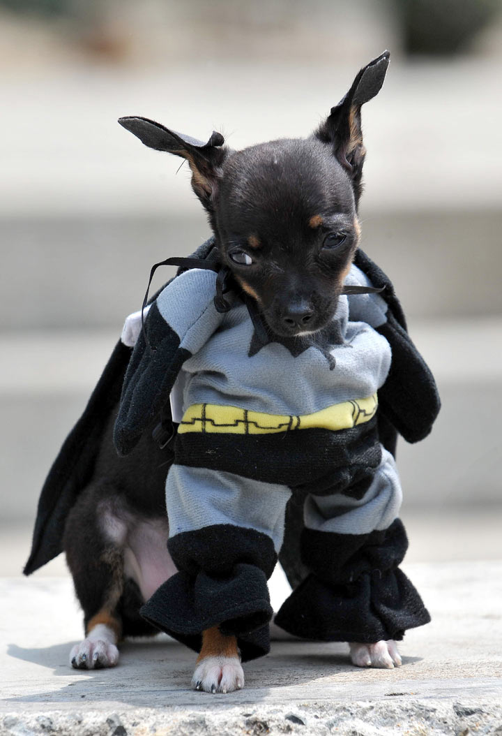 This dog thinks he's Batman, what fun! .