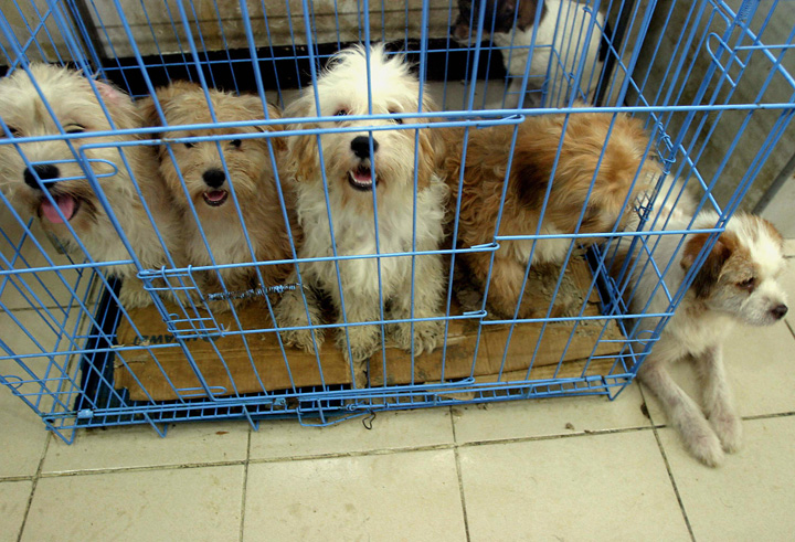 Saskatchewan town mayor resigns as council ruled couple can't keep six pets.