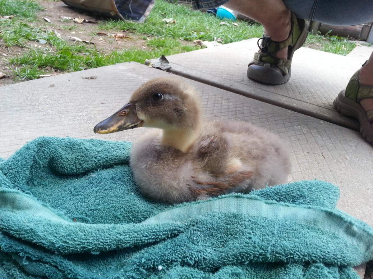 Dudley the duck. Courtesy of 3 Pillar Designs.