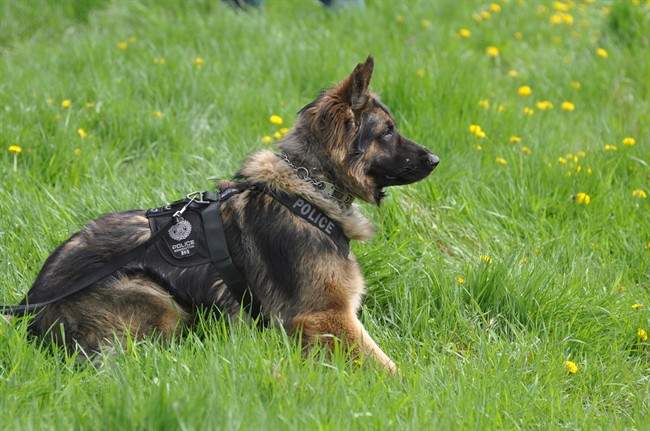 Quanto the police dog is shown in an Edmonton Police Service handout photo. Quanto has died after being slashed while helping to capture a suspect involved in a pursuit. 