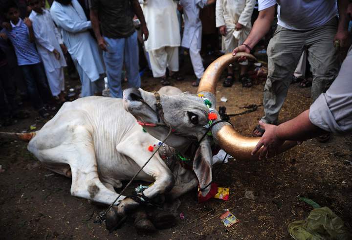 Pakistani butchers prepare to slaughter a bull during the Eid al-Adha festival in Karachi on October 16, 2013. (Photo credit: Getty Images)