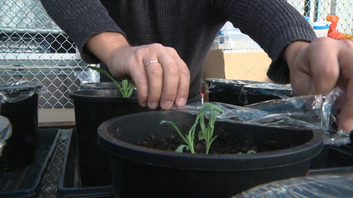 U of L Researcher Wins Award for Poppy Research - image