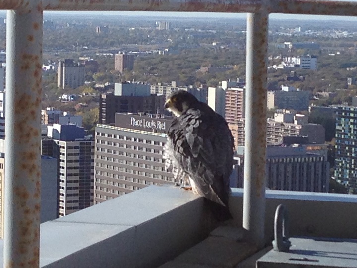 A falcon stops on the ledge outside the Global News offices at Portage Avenue and Main Street on Monday morning.