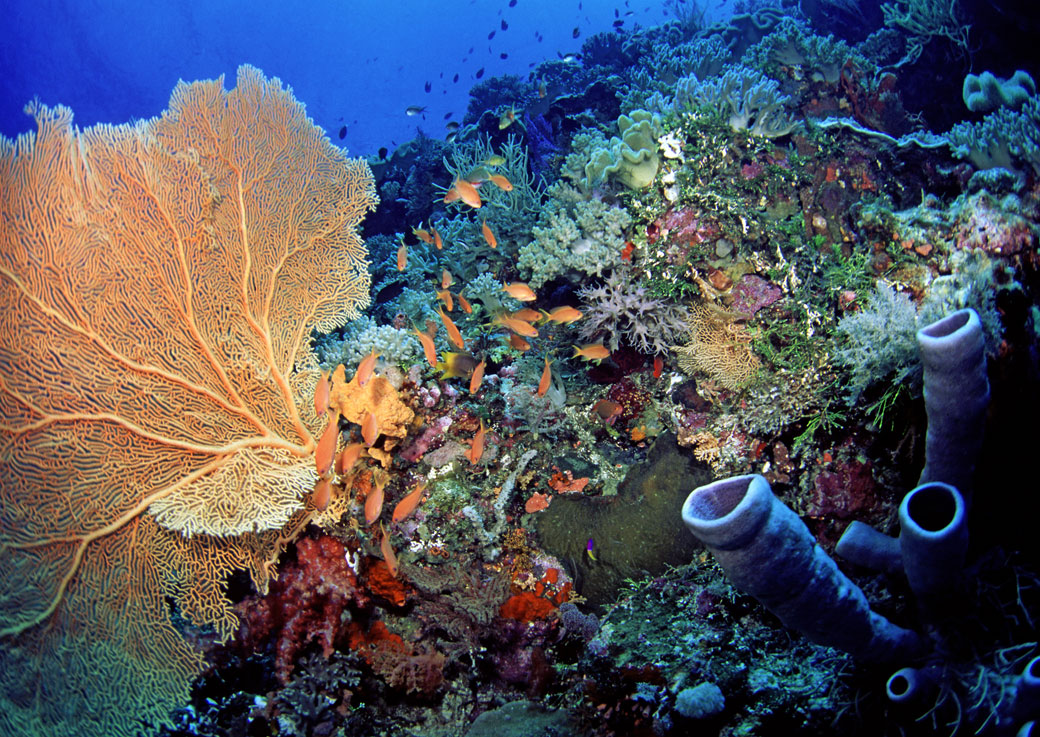 Changes in global climate will greatly affect aquatic life, particularly in the tropics.