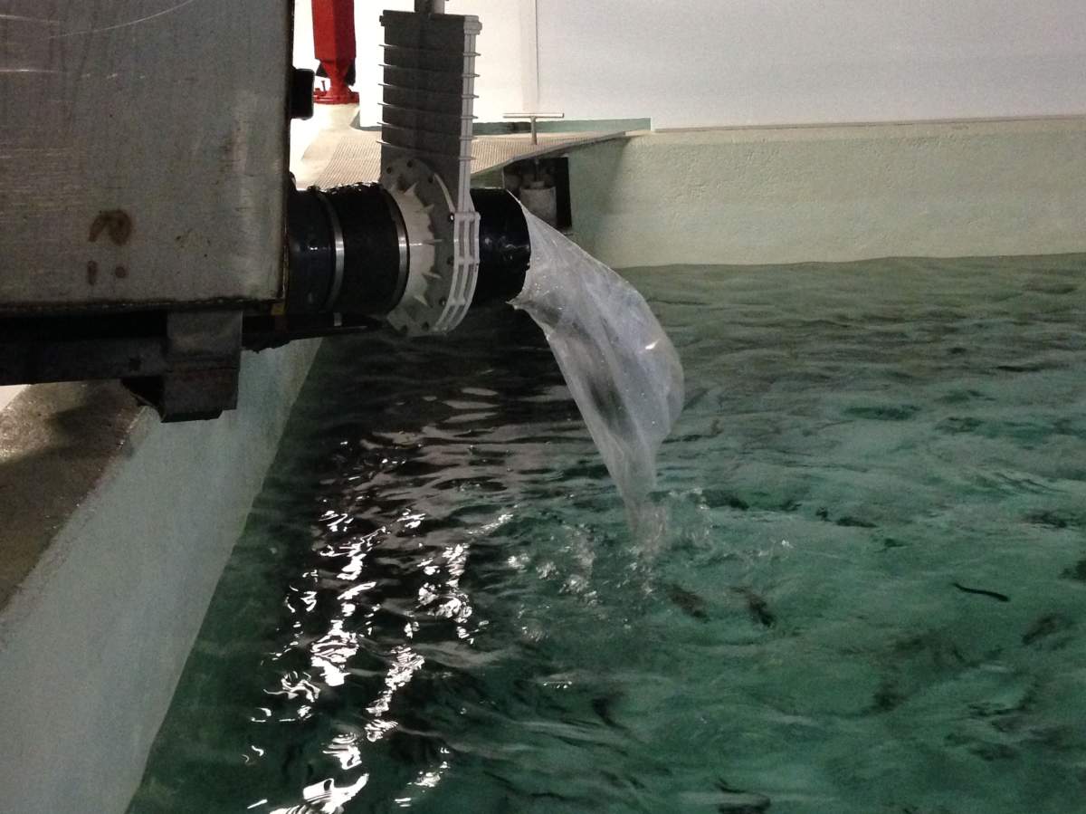 Fish displaced by June flood brought back home - image