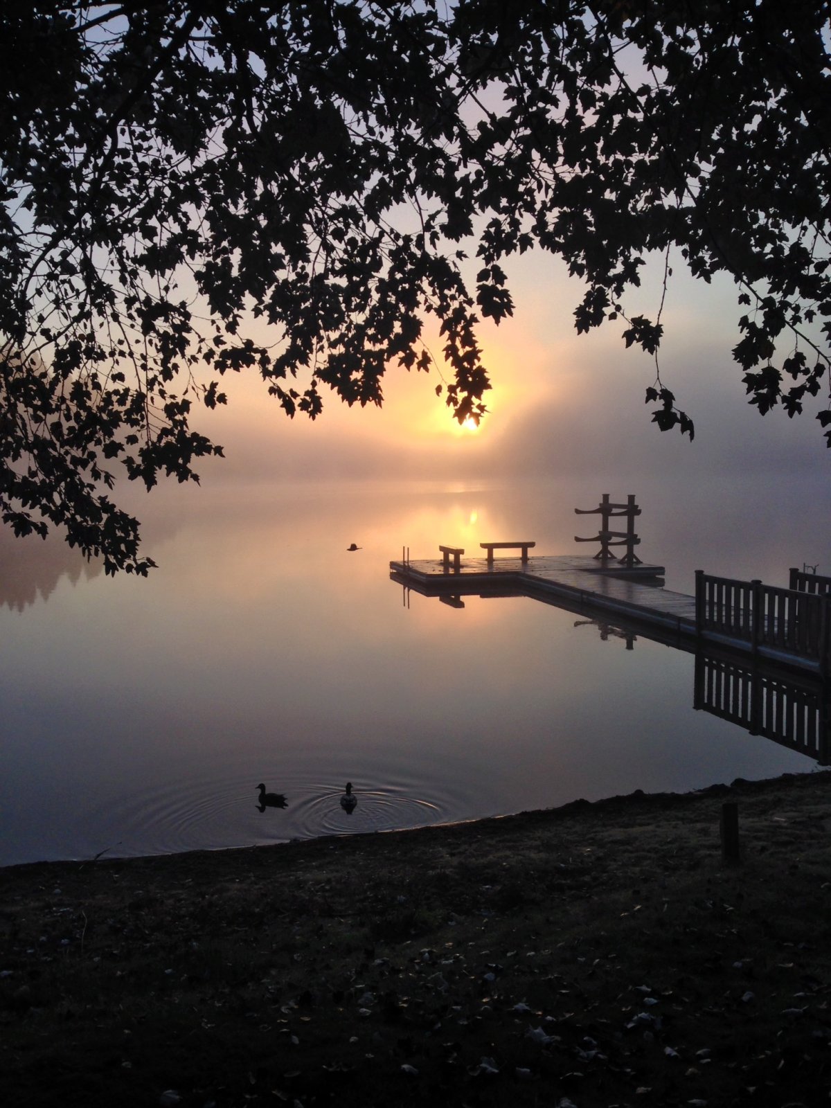 Video Thick fog blankets Lower Mainland; more extensive fog expected