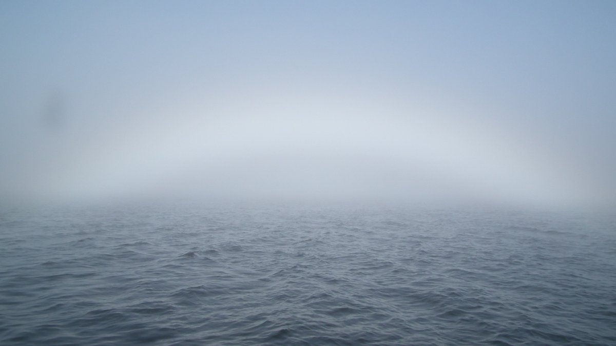 Video Thick fog blankets Lower Mainland; more extensive fog expected