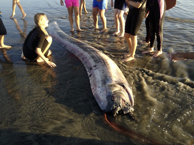 This Friday Oct. 18, 2013 image provided by Mark Bussey shows an oarfish that washed up on the beach near Oceanside, Calif. This rare, snakelike oarfish measured nearly 14 feet long. According to the Catalina Island Marine Institute, oarfish can grow to more than 50 feet, making them the longest bony fish in the world.
