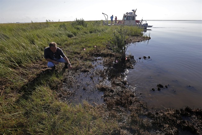 PJ Hahn, Coastal Zone Manager for Plaquemines Parish, examines oil along the shoreline of Bay Jimmy, which was heavily impacted by the Deepwater Horizon oil spill, in Plaquemines Parish, La., Friday, Sept. 27, 2013. The methods that BP employed during its 86-day struggle to stop oil gushing into the Gulf of Mexico will be the focus of a trial resuming Monday, Sept. 30, 2013 in New Orleans, in the high-stakes litigation spawned by the worst offshore spill in the United States. 