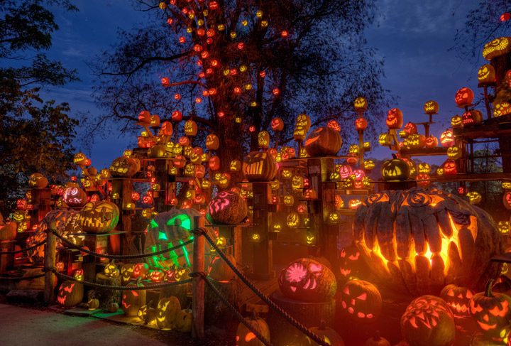 The show’s finale, the Laughing Tree, sees hundreds of glowing Jack-o-lanterns on the ground and in trees surrounding carved giant pumpkins of over 1,000 pounds.