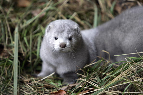 A mink.
