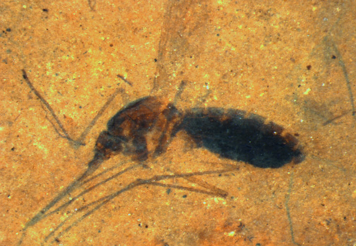 This image provided by the Smithsonian Institution shows a fossilized female mosquito in a paper-thin piece of shale. The 46 million year-old insect drew blood in its last meal, was blown into a lake in what is now northwestern Montana and sank, belly still full. It's a first for biology, a blood meal found intact in a fossil. 
