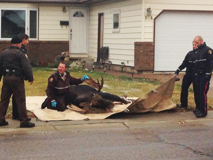 Traffic restricted as emergency crews tranquilize a moose on the loose in Saskatoon.