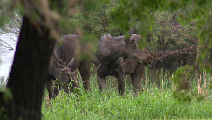 It's an ongoing issue in Saskatchewan, with the change in season more moose are appearing in populated areas and around highways.