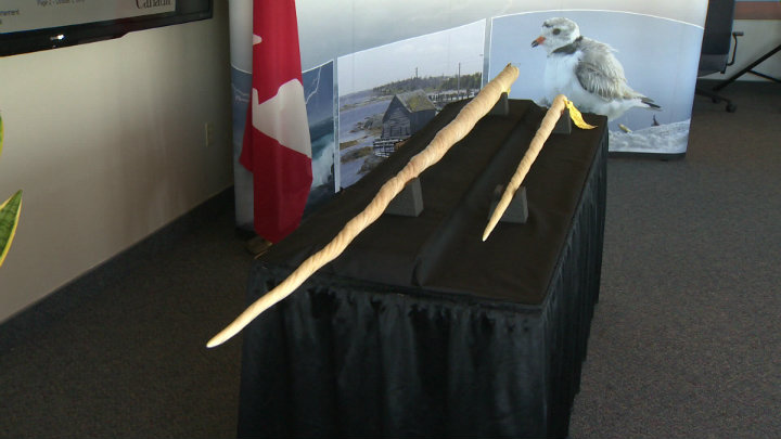 A New Brunswick man lost an extradition appeal this week. He's charged with exporting 250 narwhal tusks, similar to these, into the US.