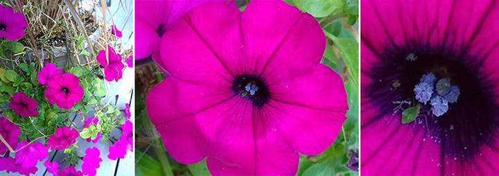 With 41 megapixels to spare there literally is more detail than the eye can see