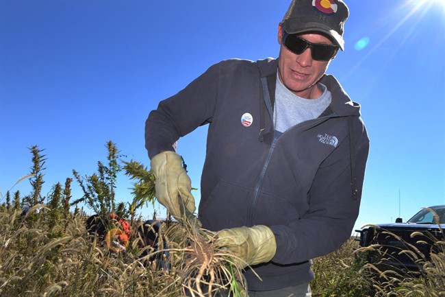 In this Oct. 5, 2013 photo, Colorado farmer Ryan Loflin harvests hemp on his farm in Springfield, Colo. 