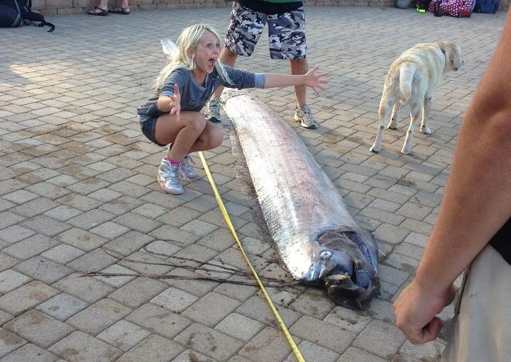 oarfish