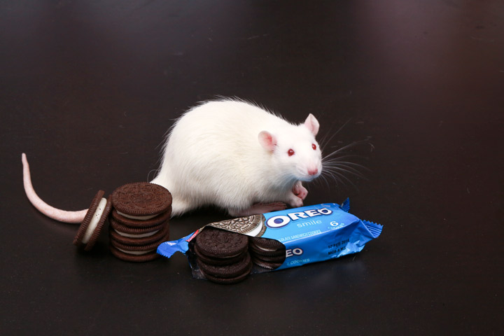 Could Oreo Cookies Solve New York's Rat Problem? - The New York Times