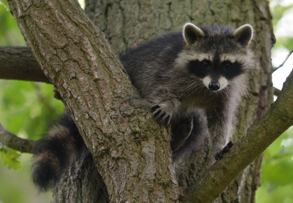 A young raccoon. AFP PHOTO /DPA/ UWE ZUCCHI GERMANY OUT (Photo credit should read UWE ZUCCHI/AFP/Getty Images).