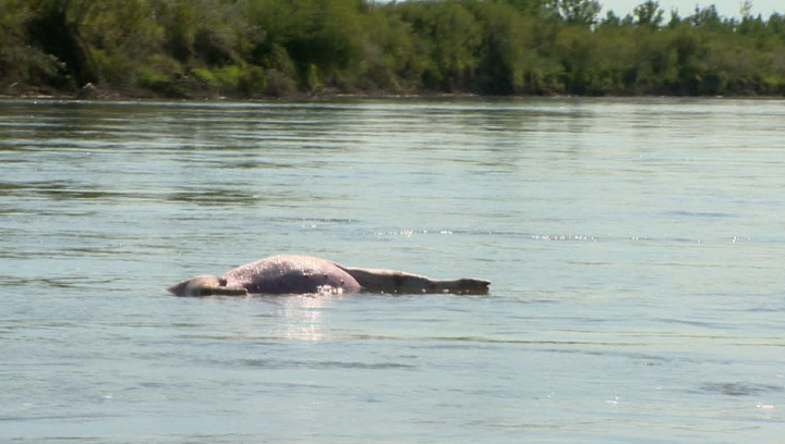 Carcass police hoped would help solve some missing person cases in Saskatchewan has gone missing itself.