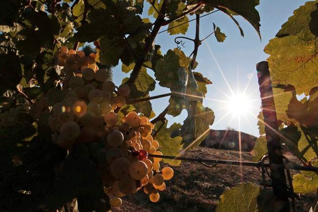Florida billionaire William Koch has come to
federal court in Manhattan for the second time this year to testify
that he's been victimized by fake wine.
