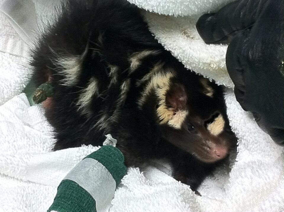 The skunk after surgery. Credit: Linda Aylesworth / Global News.