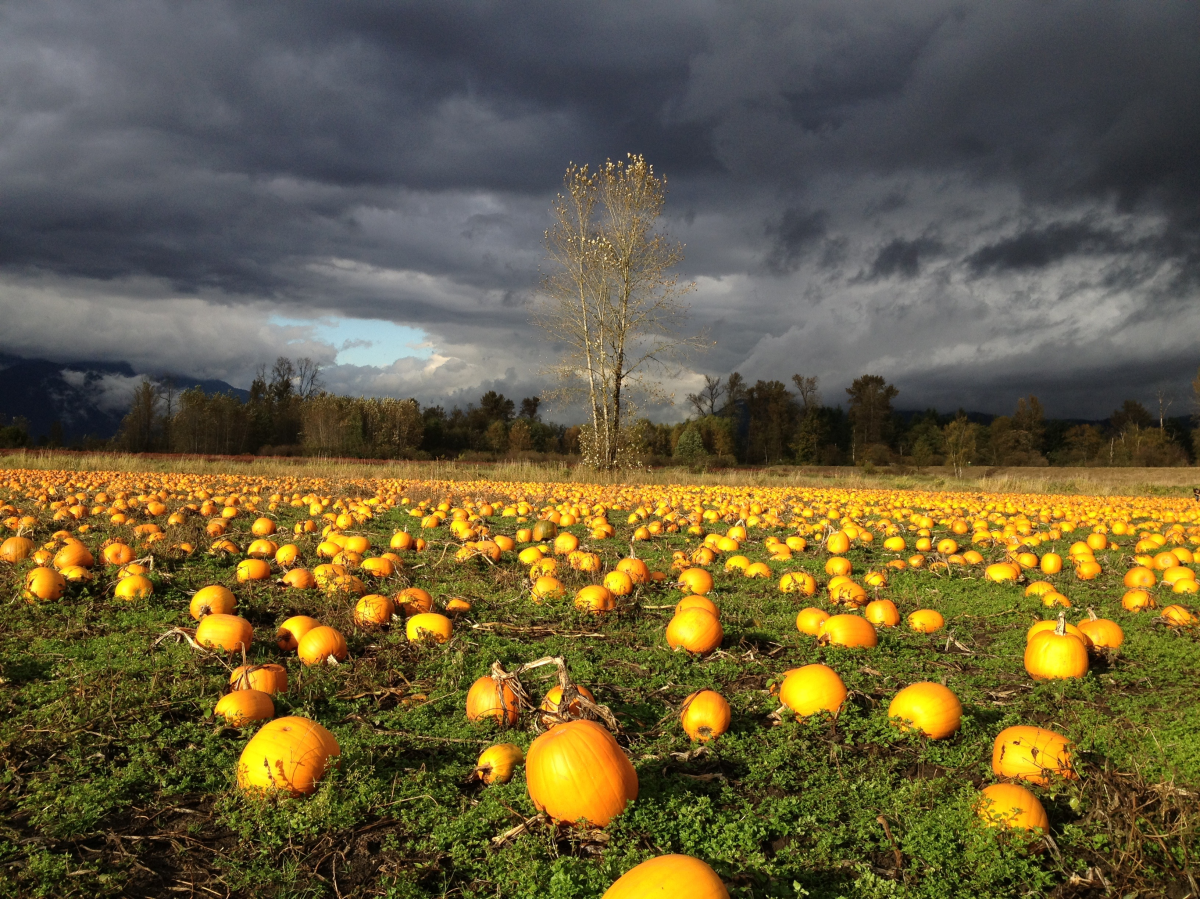 Steve Mossop - Maple Ridge.