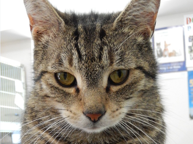 Salt Spring island dealing with cat overpopulation - BC | Globalnews.ca