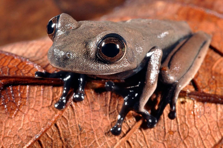 In this handout photo released by Conservation International on Thursday, Oct. 3, 2013, a sleek chocolate-colored frog dubbed the "cocoa frog," that may be new to science, is seen in Suriname.